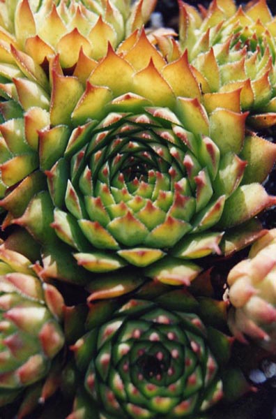 Sempervivum calcareum en fleurs sur des éboulis calcaires des Alpes du Sud-Ouest